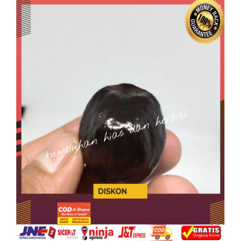 Muncang Adu/Kemiri Adu/kemiri Murah/Muncan Adu Asli Nusakambanagn