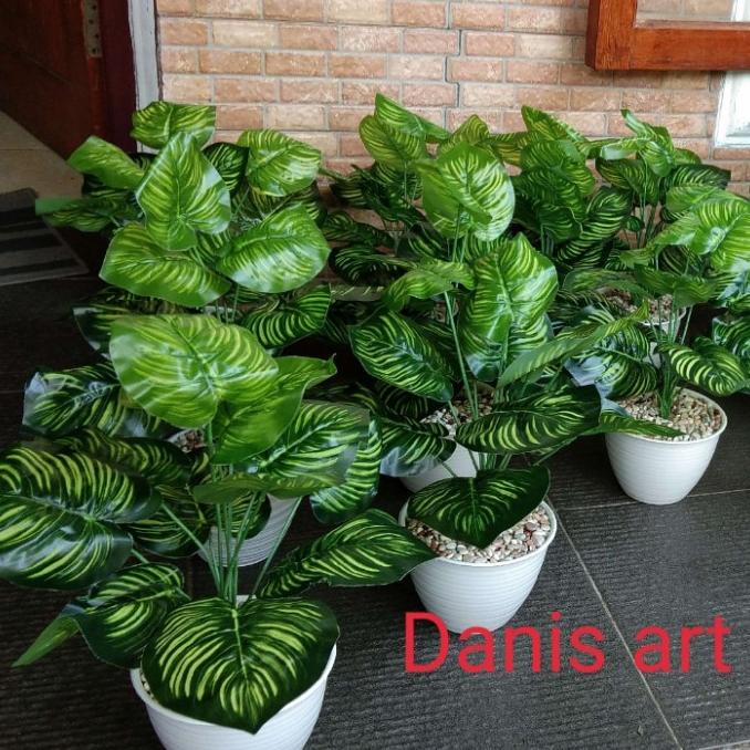 Tanaman Aglonema palsu/ keladi kuning/ keladi palsu/ bunga plastik