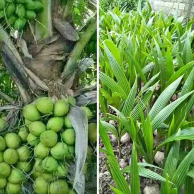 Bibit kelapa hibrida genjah