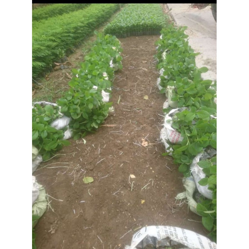 bibit jati mas. jati unggul 4 biji