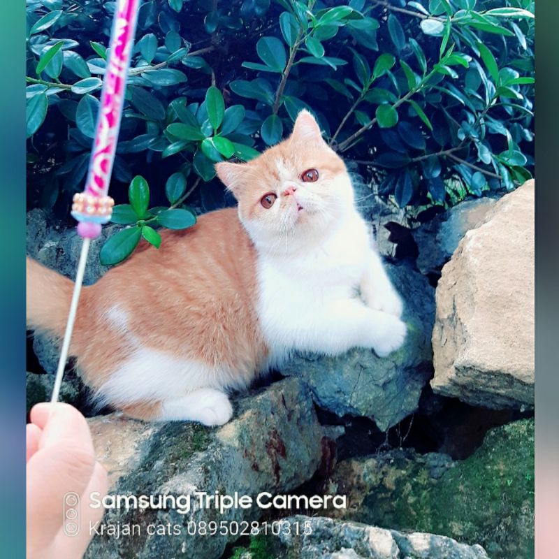 Kucing Peaknose Exotic