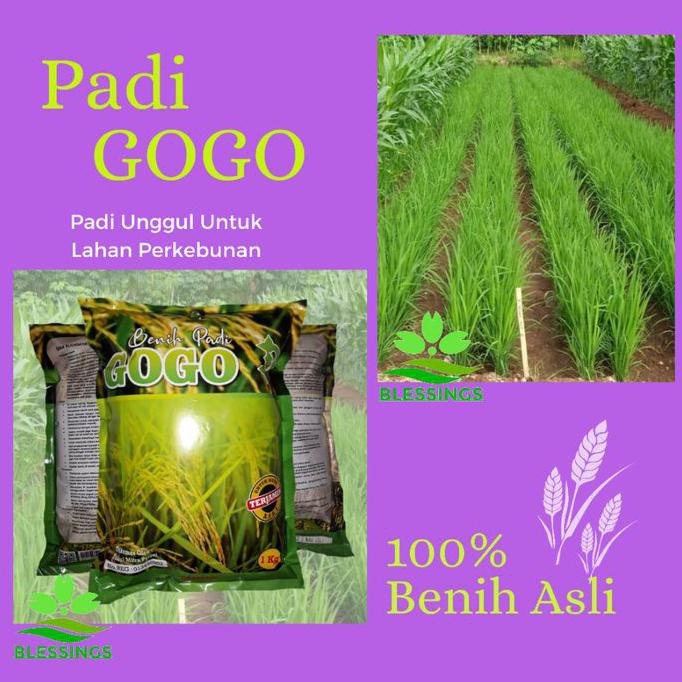 Bibit Padi Gogo