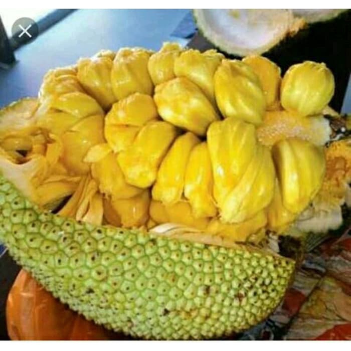 paket 3 bibit cempedak,nangka madu