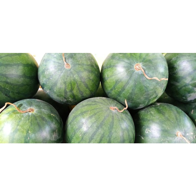 

Semangka bulat jogja berat 3,5 kg lebih