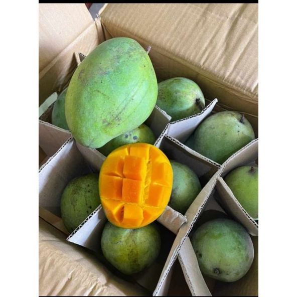 Mangga Alpukat 1 dus 5kg