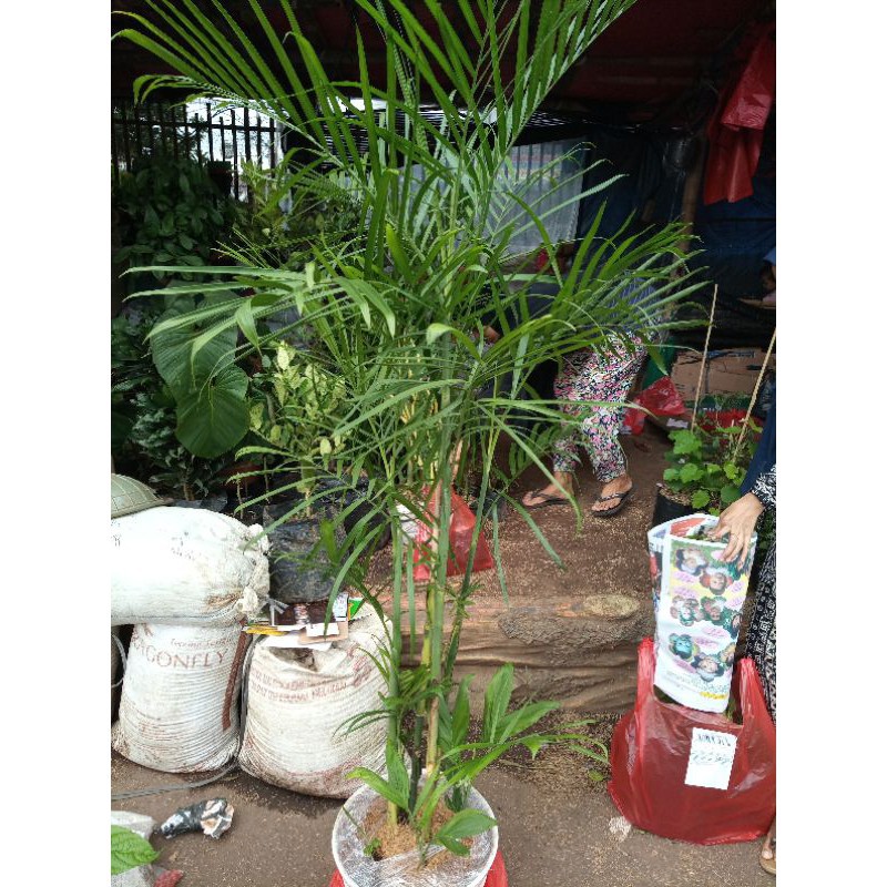 [RIMBUN] bibit tanaman pohon hias hidup palem palm kuning merah komodoria komodorria komodor ria