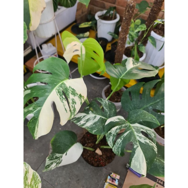 Monstera White Tiger Varigata
