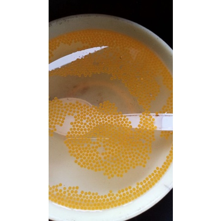 telor gurso - bibit gurame soang - paket 1000 butir