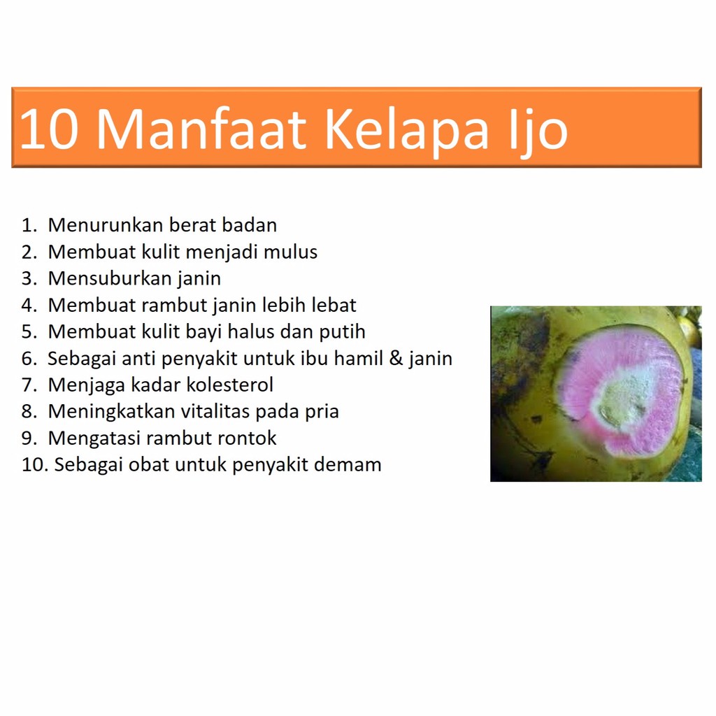 Air Kelapa Ijo Asli Kelapa Obat