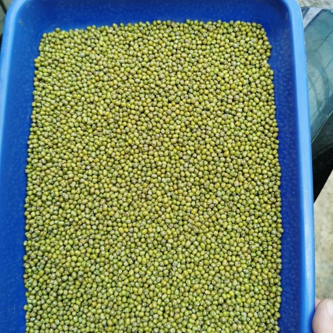 

PROMO Kacang Ijo Yulek Burma Super 1 kg / 1000gr MURAH