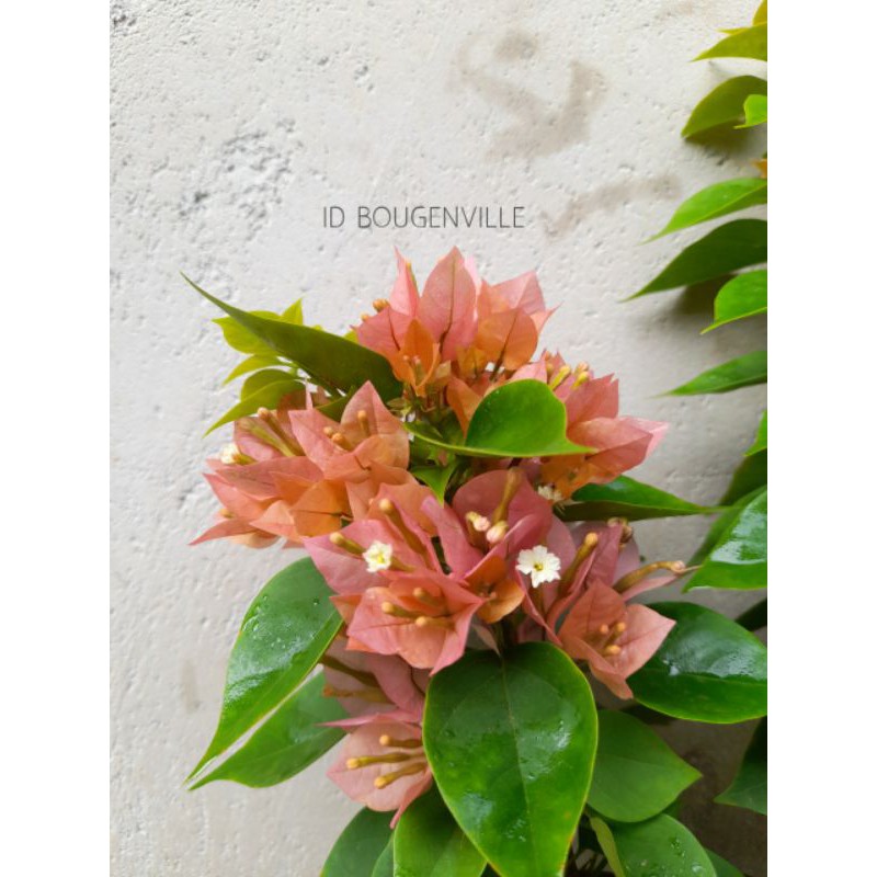 Bougenville Singapore Peach