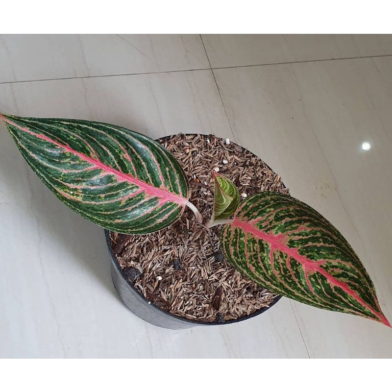 ANAKAN AGLONEMA LEGACY MANGKOK ASLI