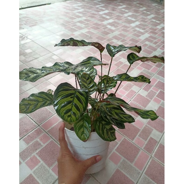 Calathea Makoyana Import