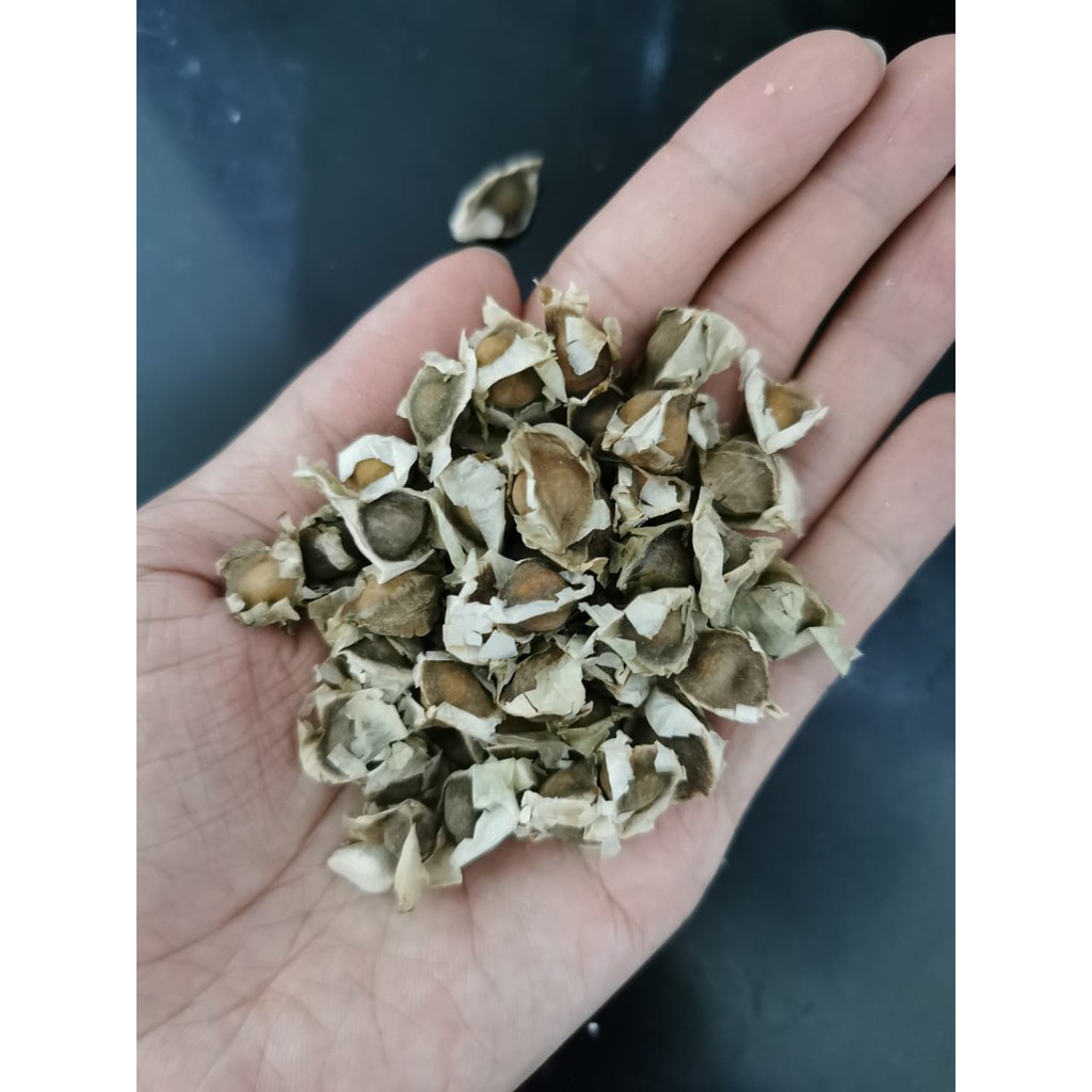 

100gr Termurah Bibit Biji kelor moringa seed la mu ce lamuce la mu tze 100 g gr