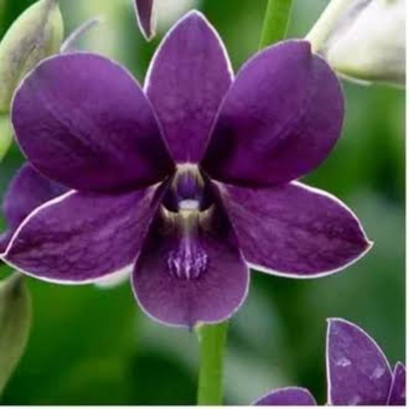 anggrek dendrobium airy way blue