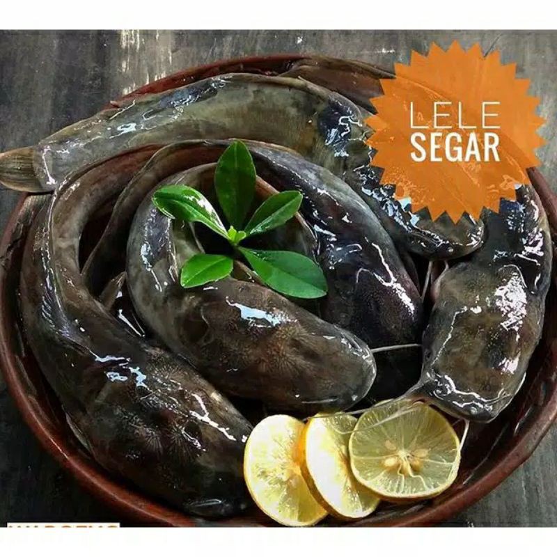 JUAL IKAN LELE SEGAR 500 GRAM IKAN LELE SEGAR MURAH MASIH FRESH