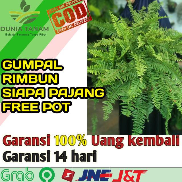 Tanaman hias pakis BOSTON + free pot| Bibit benih sayur sayuran bunga buah gantung herbal tanaman
