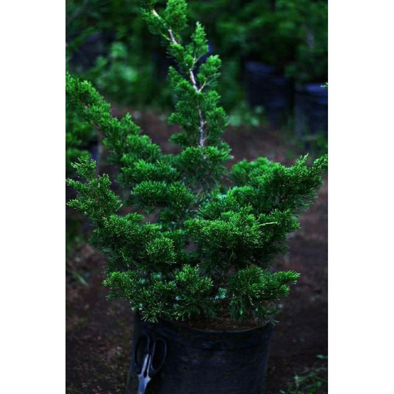 TANAMAN CEMARA  SINESCIS | BAHAN BONSAI | COD | KUALITAS SUPER |
