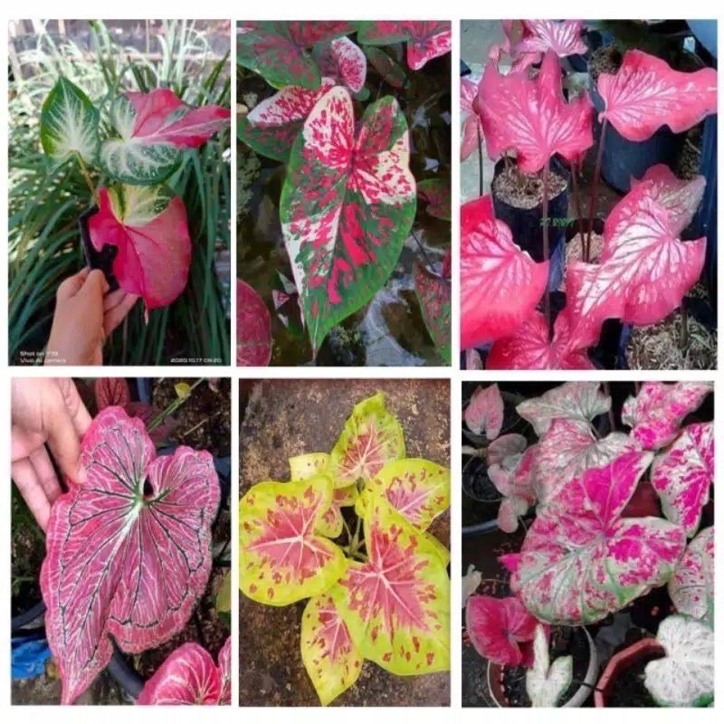 paket 6 bonggol caladium keladi hias // bonus umbi keladi cat tumpah Gardenfarm