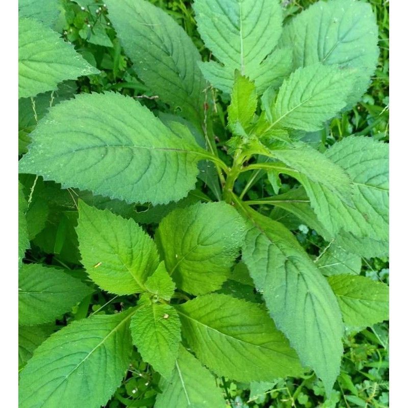 

daun sintrong/lalapan sintrong segar 500g