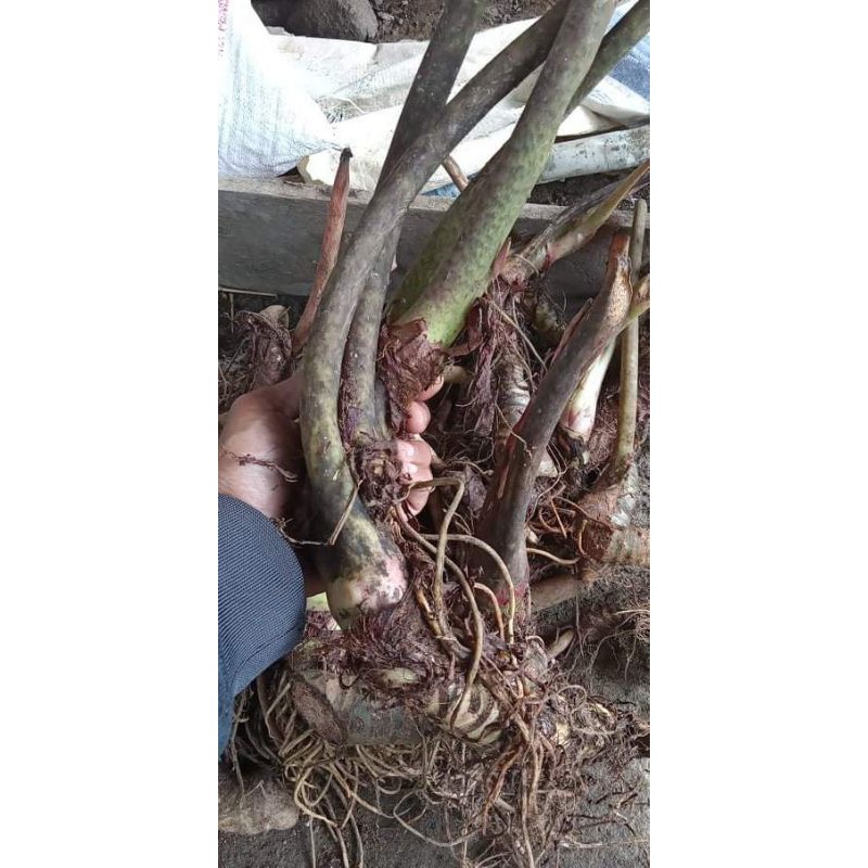 Umbi alocasia suhirmaniana