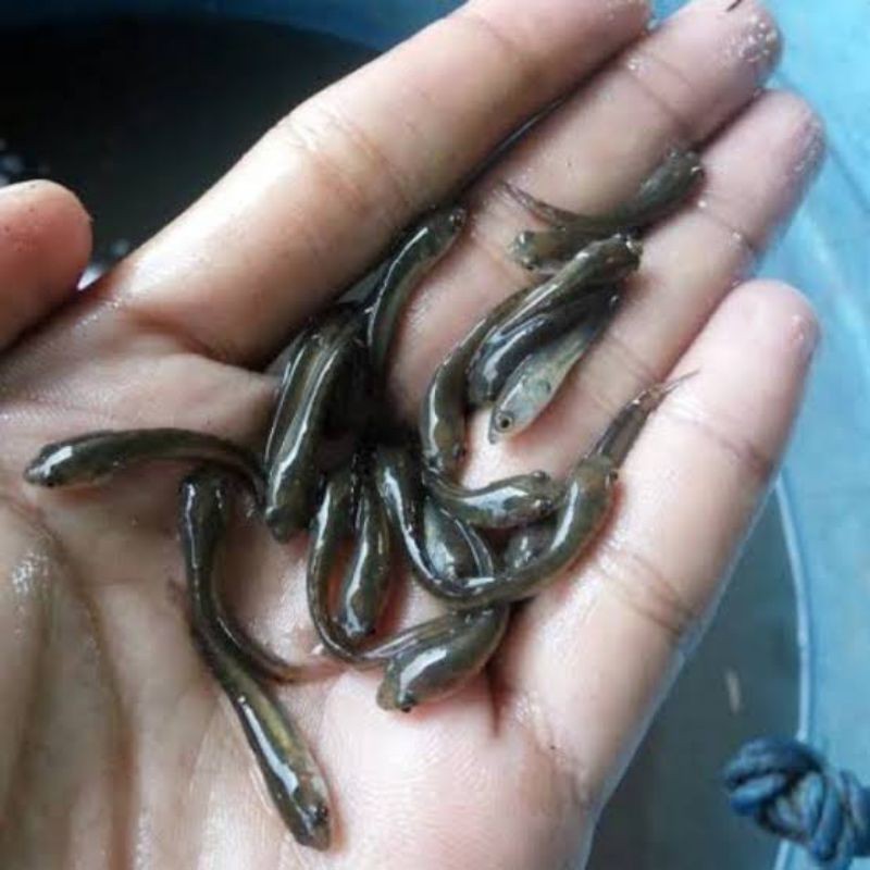 Ikan Gabus - Bibit Ikan Gabus - Bibit Ikan - Bibit Gabus - Gabus