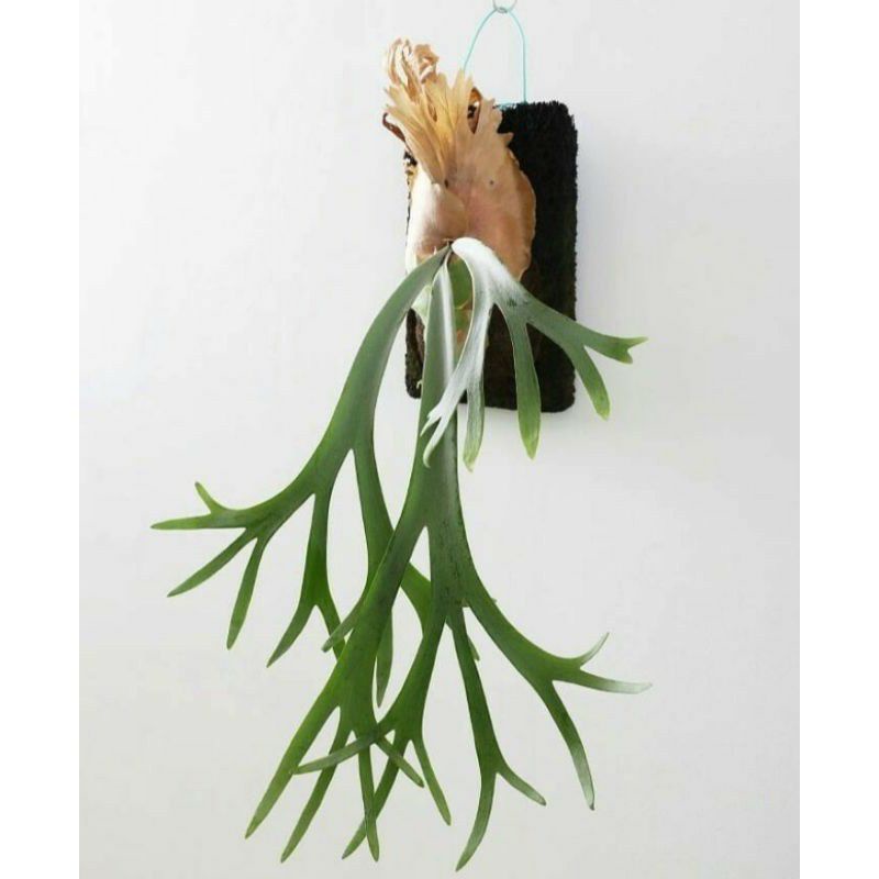 tanduk rusa / tanduk rusa tanaman hias