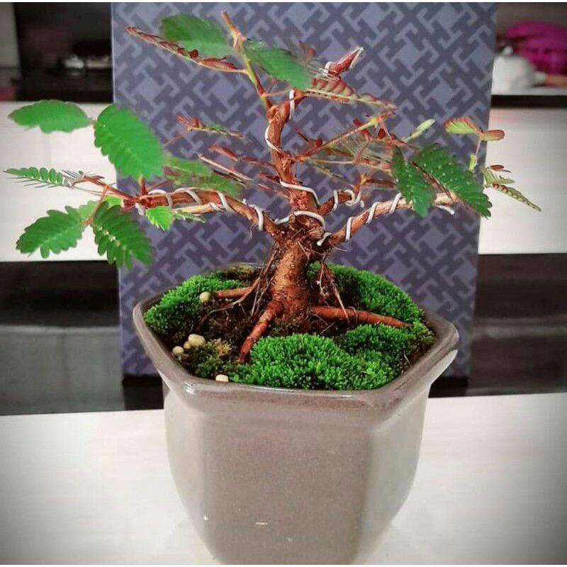Tanaman Herbal Putri Malu Rimbun Juga bisa buat bonsai 3 batang