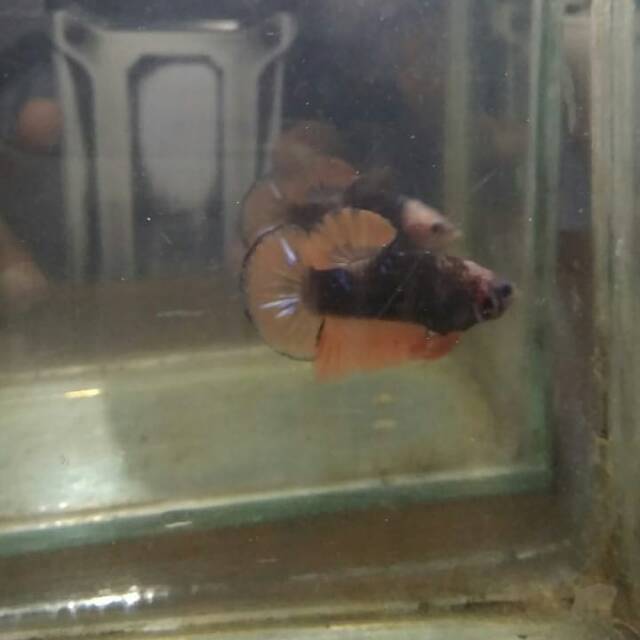 Cupang Hias Avatar Gordon anakan