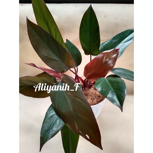 Tanaman hias Philodendron imperial red cardinal/ Philo daklot