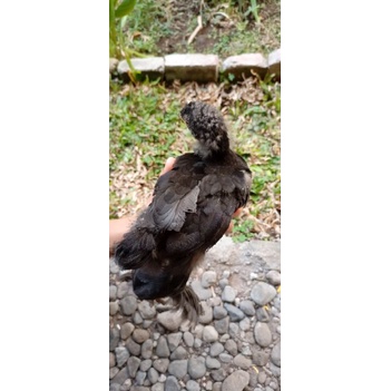 Original, Anakan Ayam Hias BRAHMA, Asli Hewan Unik (Bukan Pheasant Poland Ringneck)