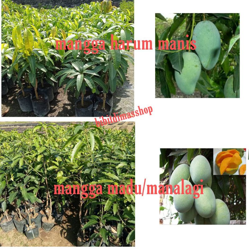 bibit mangga harum manis dan mangga madu/manalagi