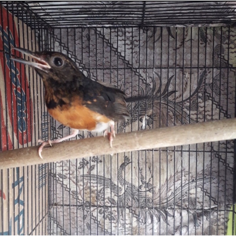 trotol murai hutan jantan