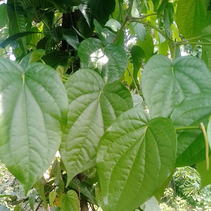 

DAUN SIRIH SEGAR LANGSUNG PETIK DARI POHON
