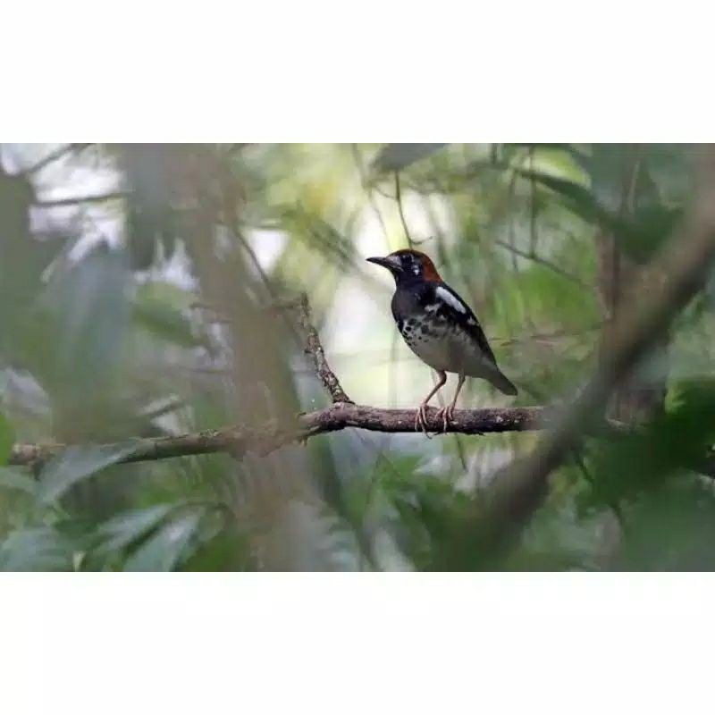 Burung Anis Kembang Trotolan Jamin Jantan