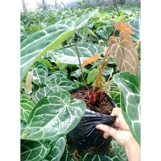 Anthurium Kuping Gajah Mini Tanaman Hias Kuping Gajah Mini