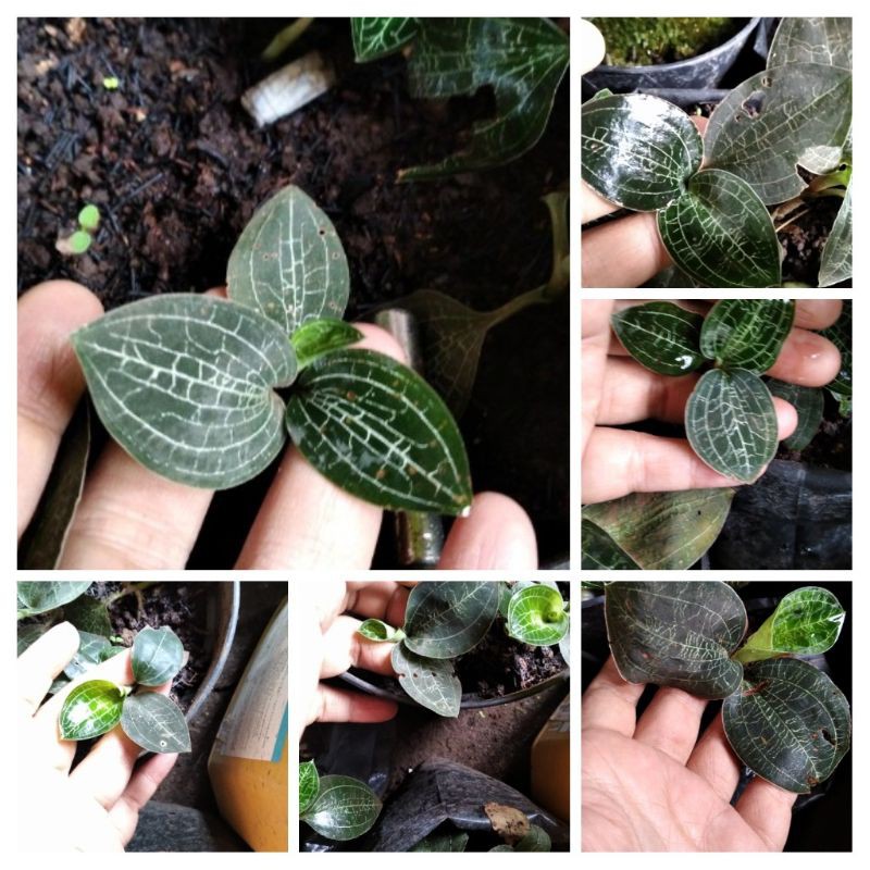Anggrek Permata ( Jewel Orchid ) Macodes