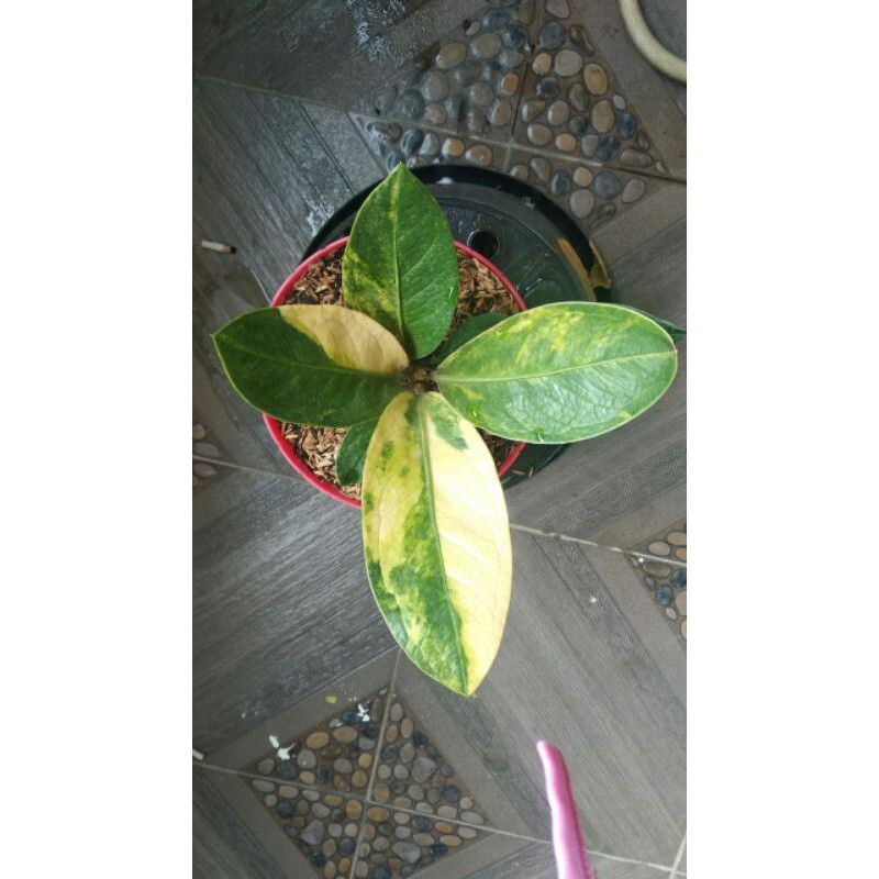 Jemani Mangkok Tornado Varigata Anthurium Karakter