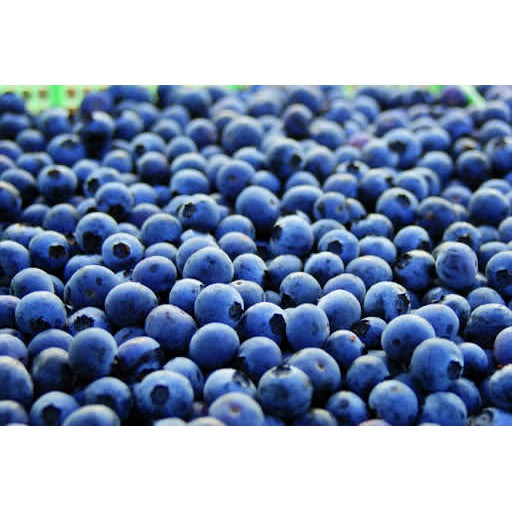 

Buah Blueberry Spanyol Spain Premium 125Gr
