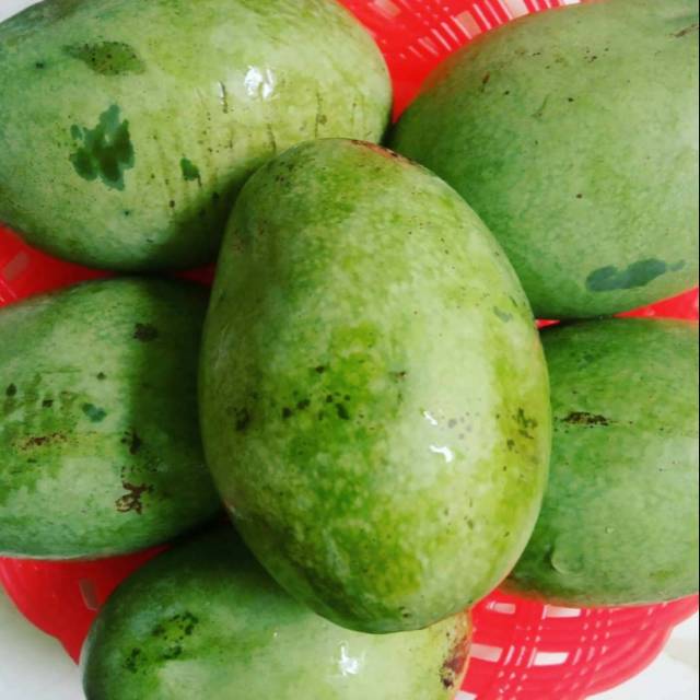 

Mangga Manalagi Ganda Segar dan Sehat per 1 kg Rp. 28.000