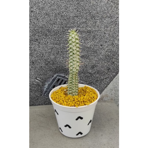 Euphorbia mammilaris variegata