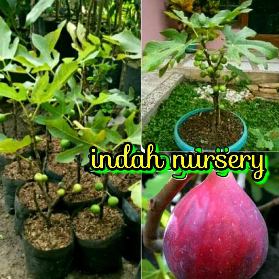 Bibit Buah Bibit Buah Tin Merah Jumbo Cangkok Berbuah @_$