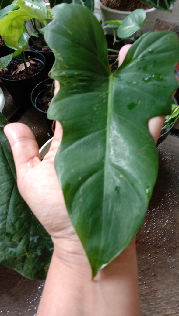 Tanaman Hias Philodendron Dragon Varigata Philo