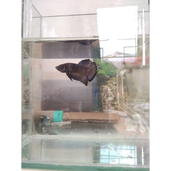 Promo Satu Pasang Cupang Super Black Male | Ikan Cupang Super Black Size M