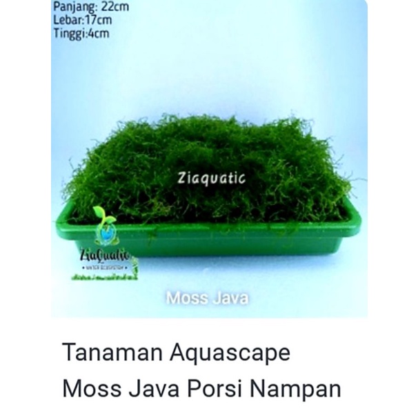 tanaman air aquascape moss java porsi nampan