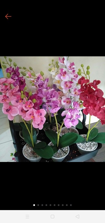 Bunga Mawar Kuncup