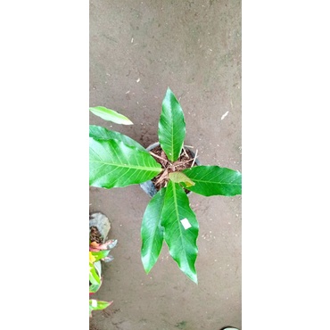 ANTHURIUM HOKERI BATANG MERAH