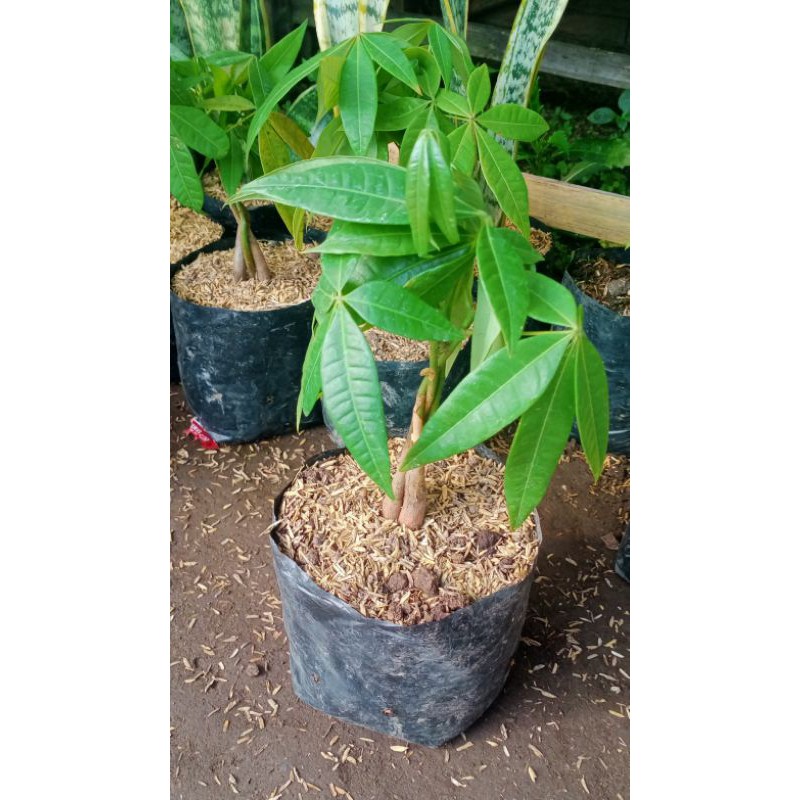 tanaman hias pachira / money tree