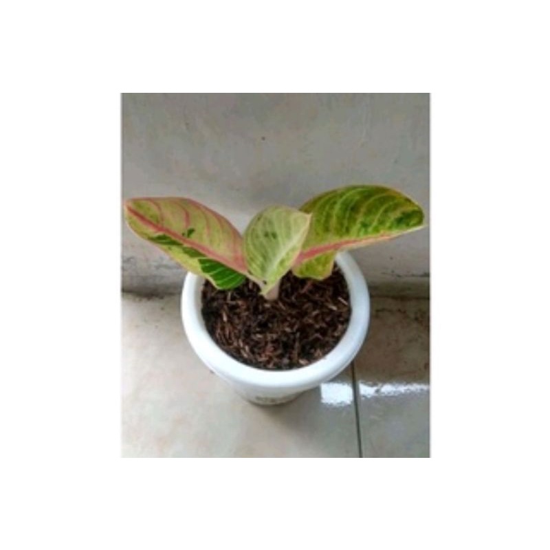 tanaman hias bibit aglonema goliat trah merah