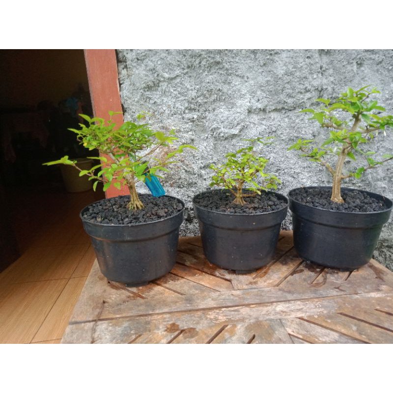 Bonsai Anput